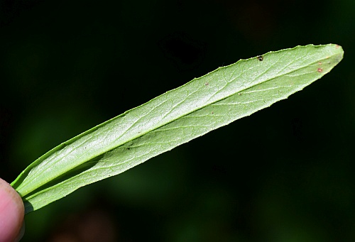 Lobelia_spicata_leaf2.jpg