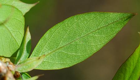 Lonicera_fragrantissima_leaf2.jpg