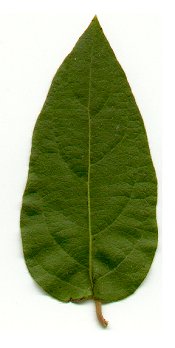 Lonicera_japonica_leaf.jpg