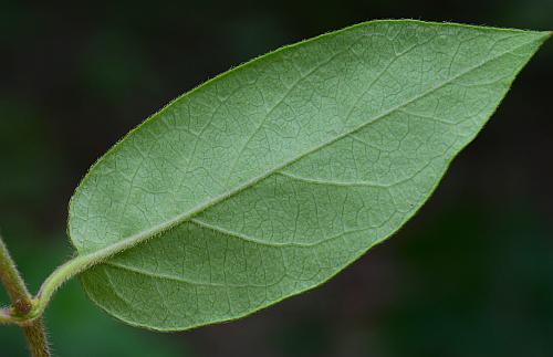 Lonicera_japonica_leaf2.jpg