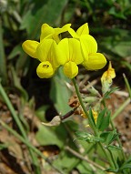 Lotus corniculatus thumbnail