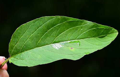 Lysimachia_ciliata_leaf1.jpg