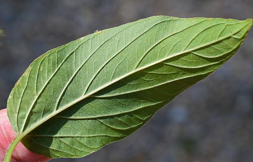 Lysimachia_ciliata_leaf2.jpg