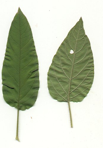 Lysimachia_ciliata_leaves.jpg