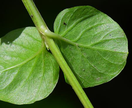 Lysimachia_nummularia_leaves2.jpg