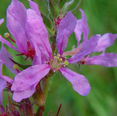 Lythrum_salicaria_flower.jpg