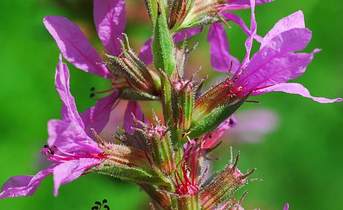 Lythrum_salicaria_flowers.jpg