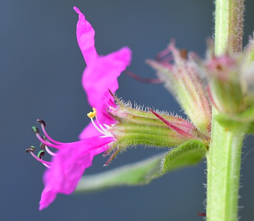 Lythrum_salicaria_functional1.jpg