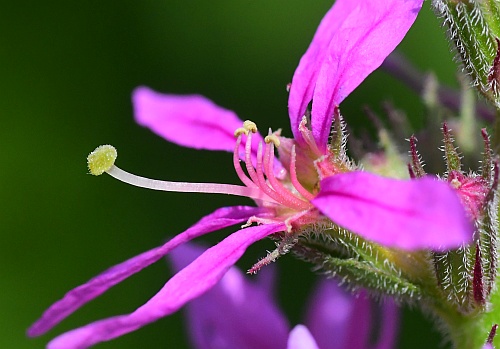 Lythrum_salicaria_functional2.jpg