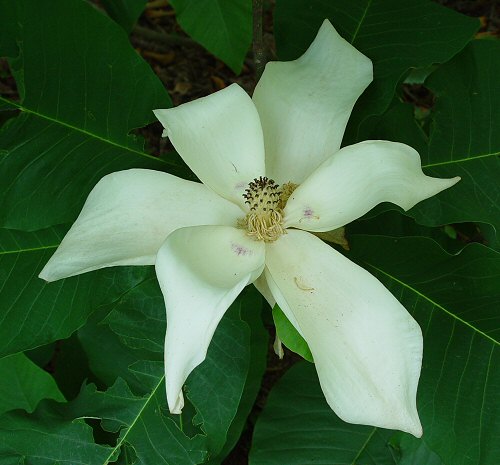 Magnolia_macrophylla_flower.jpg