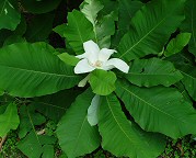 Magnolia macrophylla thumbnail