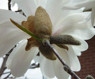 Magnolia_stellata_calyx.jpg