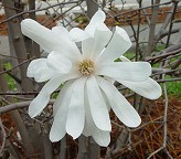 Magnolia stellata thumbnail