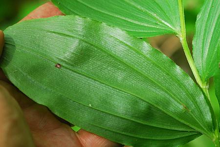 Maianthemum_racemosum_leaf2.jpg