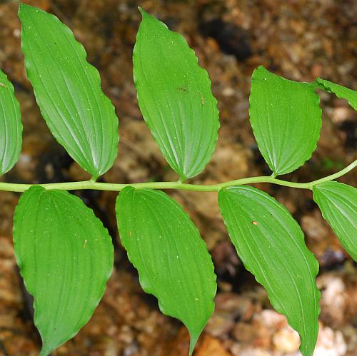Maianthemum_racemosum_leaves.jpg