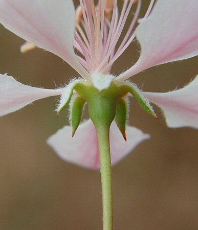 Malus_angustifolia_hypanthium.jpg
