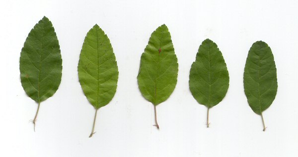 Malus_angustifolia_leaves.jpg