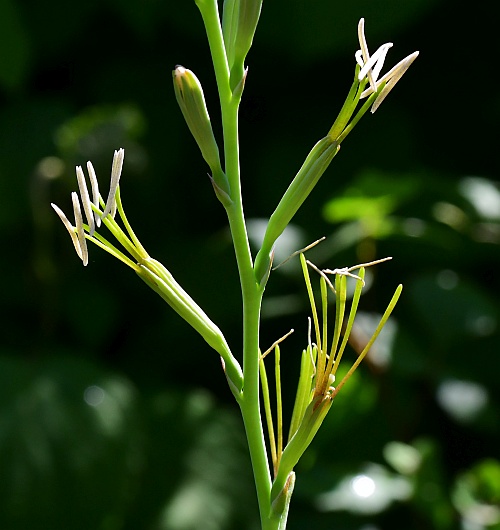 Manfreda_virginica_flowers1.jpg
