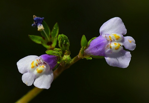 Mazus_pumilus_flowers.jpg