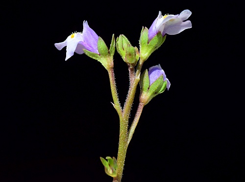 Mazus_pumilus_inflorescence2.jpg