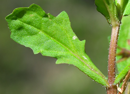 Mazus_pumilus_leaf11.jpg