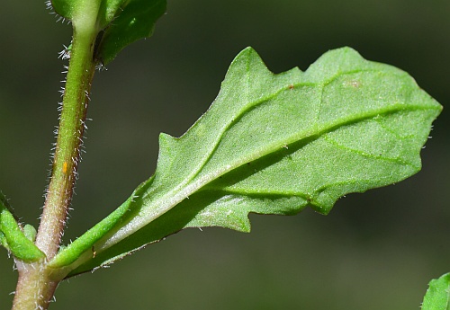 Mazus_pumilus_leaf22.jpg