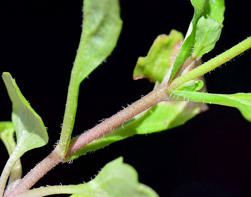 Mazus_pumilus_stem.jpg