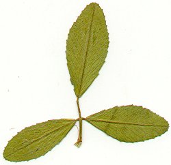 Melilotus_officinalis_leaf.jpg
