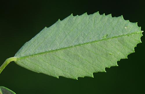 Melilotus_officinalis_leaf2.jpg
