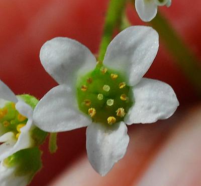 Micranthes_virginiensis_flower.jpg
