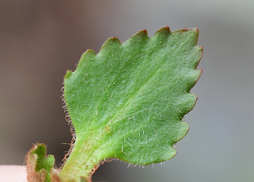 Micranthes_virginiensis_leaf1.jpg