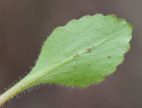 Micranthes_virginiensis_leaf2.jpg