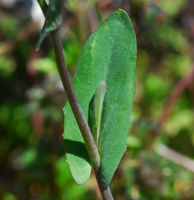 Microthlaspi_perfoliatum_leaf1.jpg