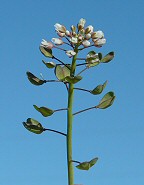 Microthlaspi perfoliatum thumbnail