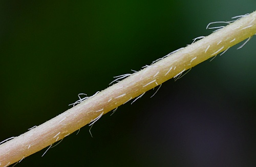 Mitella_diphylla_petiole.jpg