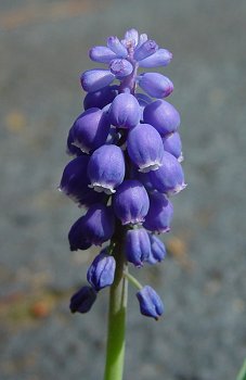 Muscari_botryoides_inflorescence.jpg