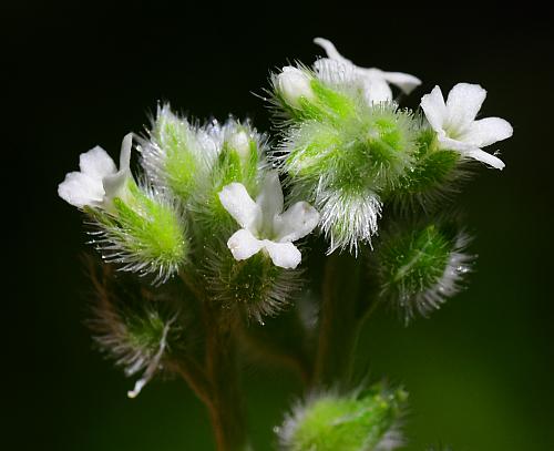Myosotis_macrosperma_flowers.jpg