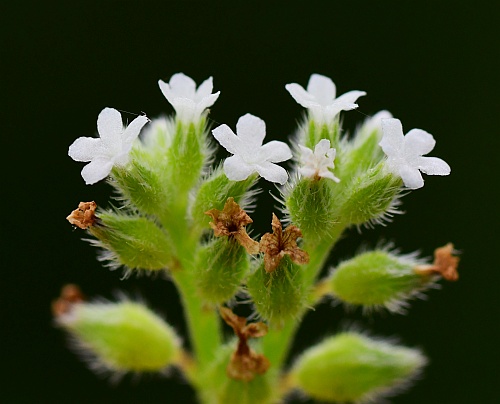 Myosotis_verna_inflorescence2.jpg