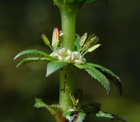 Myriophyllum_heterophyllum_flowers.jpg