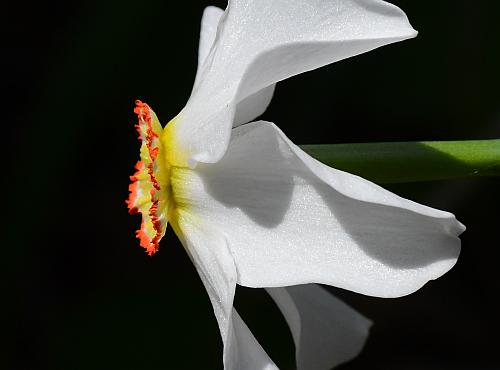 Narcissus_poeticus_corona2.jpg