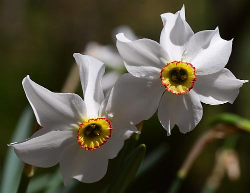 Narcissus_poeticus_flower.jpg