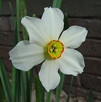 Narcissus poeticus thumbnail
