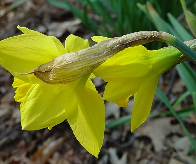 Narcissus_pseudonarcissus_bract.jpg