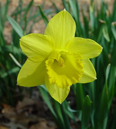 Narcissus_pseudonarcissus_flower.jpg