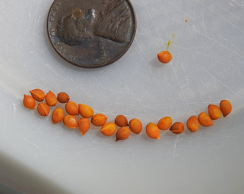 Nemastylis_geminiflora_seeds.jpg