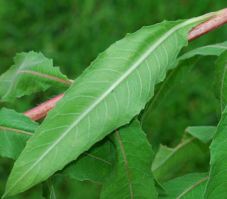 Oenothera_biennis_leaf2.jpg
