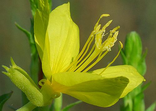 Oenothera_clelandii_flower.jpg