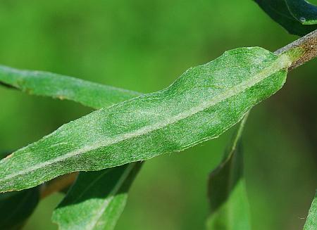 Oenothera_clelandii_leaf.jpg