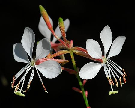 Oenothera_filiformis_flowers.jpg