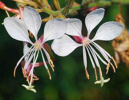 Oenothera_filiformis_flowers2.jpg